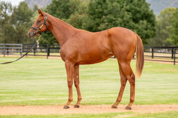 Lot 98: Extreme Choice / Outsider Art (USA)