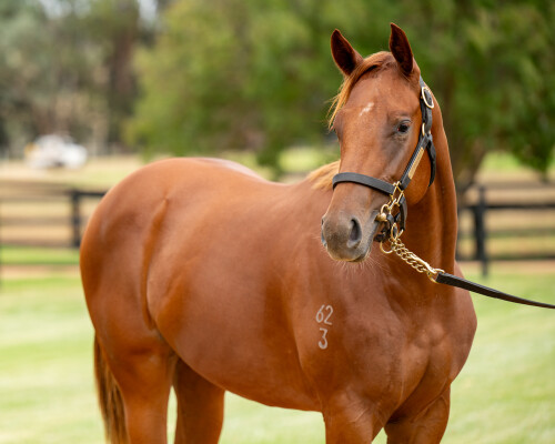 Lot 98: Extreme Choice / Outsider Art (USA)