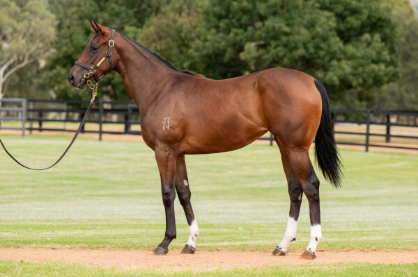 Lot 111: Zoustar / Positive Problems
