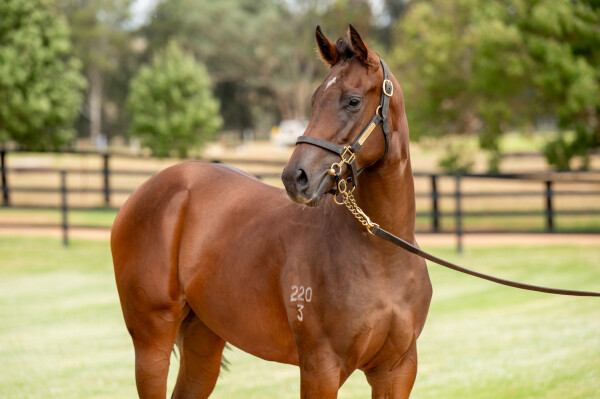 Lot 111: Zoustar / Positive Problems