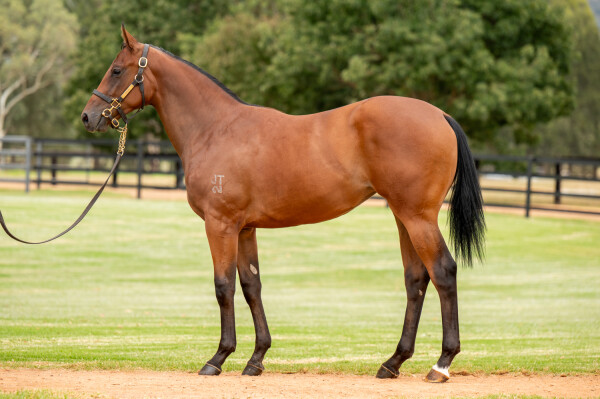 Lot 144: Zoustar / Seattle Dancer