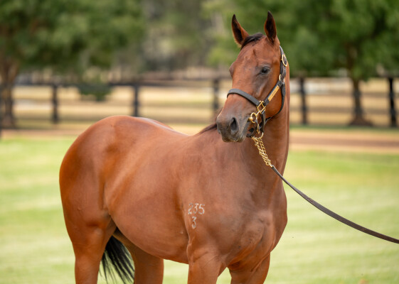 Lot 144: Zoustar / Seattle Dancer