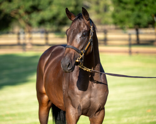 Lot 151: Too Darn Hot (GB) / Seracena