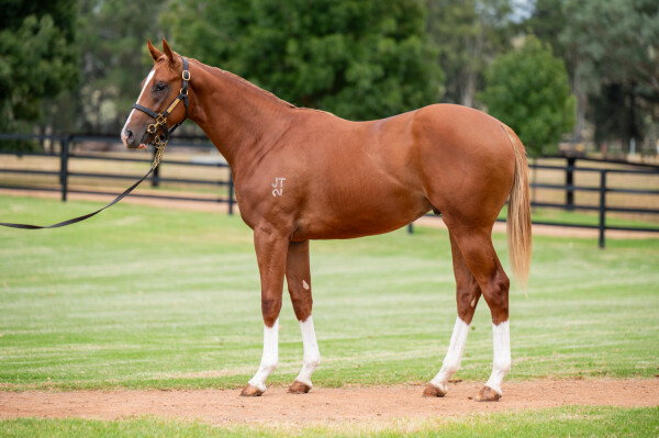 Lot 198: Zoustar / Summer Sham