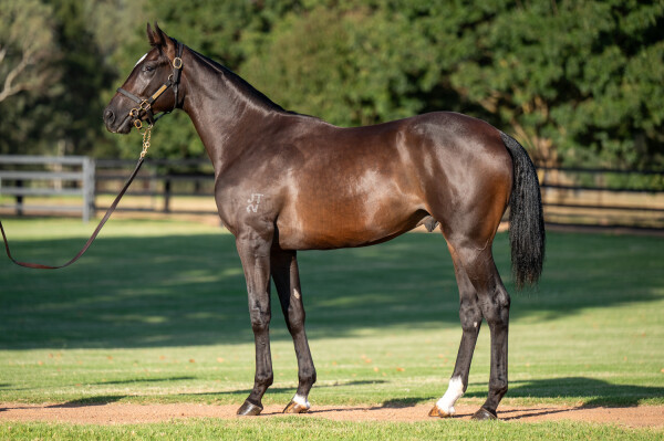 Lot 226: So You Think (NZ) / Tigress Lily