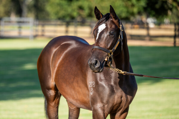 Lot 226: So You Think (NZ) / Tigress Lily