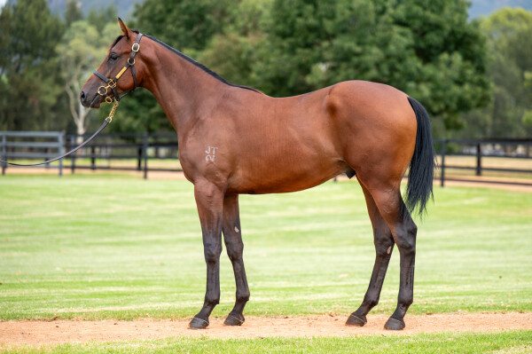 Lot 285: Too Darn Hot (GB) / Aristocratic Miss