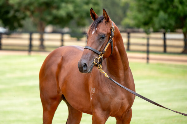 Lot 285: Too Darn Hot (GB) / Aristocratic Miss