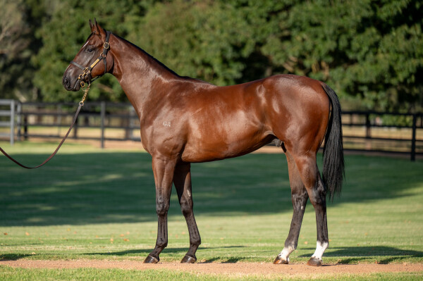 Lot 296: Written Tycoon / Bella Vella