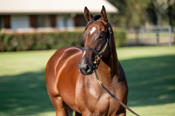 Lot 296: Written Tycoon / Bella Vella