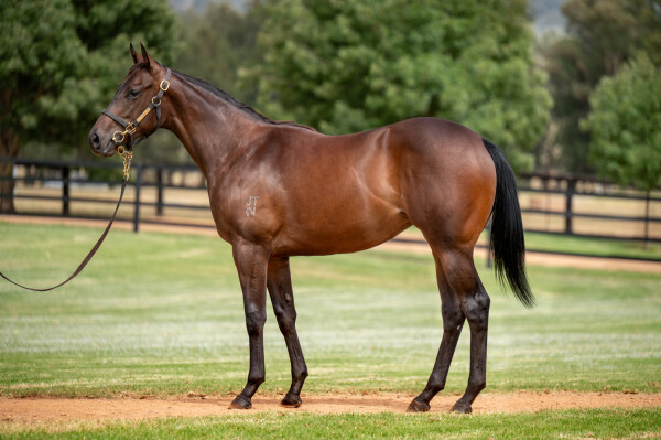 Lot 306: I Am Invincible / Bonny O'Reilly (NZ)