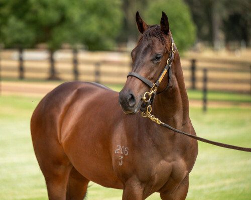 Lot 306: I Am Invincible / Bonny O'Reilly (NZ)
