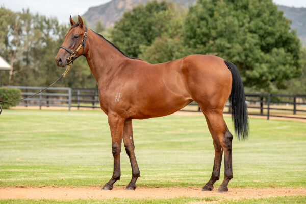 Lot 310: Zoustar / Bryony