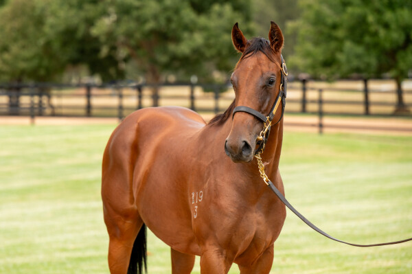 Lot 310: Zoustar / Bryony