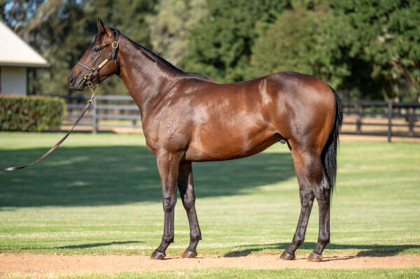 Lot 322: Too Darn Hot (GB) / Chazelles