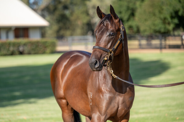 Lot 322: Too Darn Hot (GB) / Chazelles