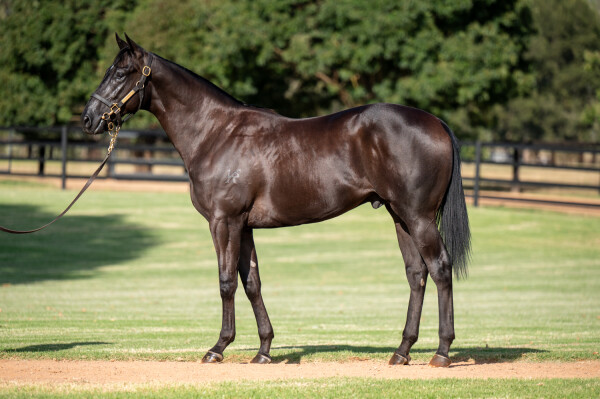 Lot 342: Wootton Bassett (GB) / Dark Heather