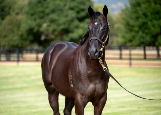 Lot 342: Wootton Bassett (GB) / Dark Heather