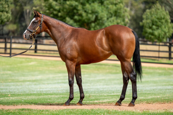 Lot 377: Toronado (IRE) / Firemaid (USA)