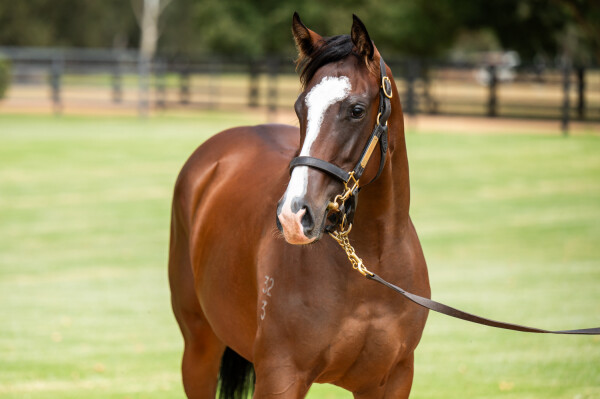 Lot 377: Toronado (IRE) / Firemaid (USA)