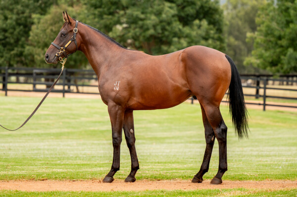 Lot 383: Zoustar / Fratianne