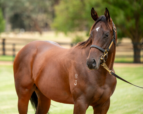 Lot 383: Zoustar / Fratianne