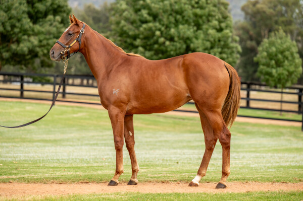 Lot 384: Trapeze Artist / Gai's Choice