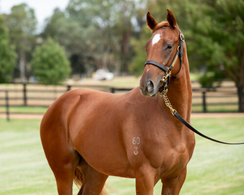 Lot 384: Trapeze Artist / Gai's Choice