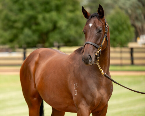 Lot 217: Zoustar / The Actuary