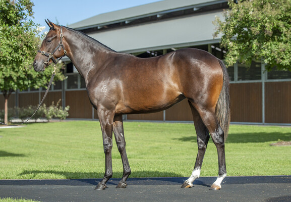 Lot 13: Dundeel (NZ) / Kneeling