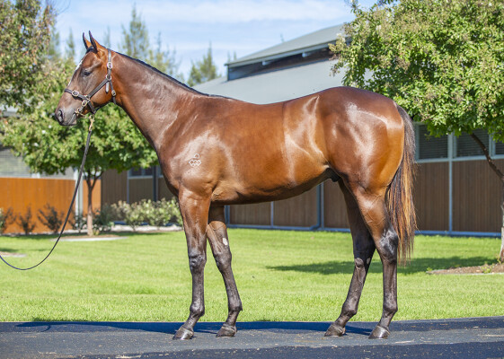 Lot 24: Snitzel / Later Gator (NZ)