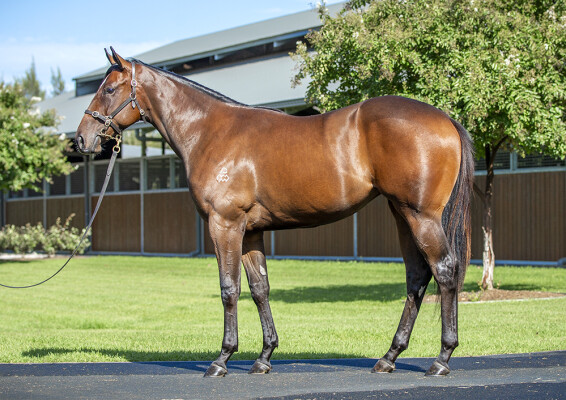 Lot 62: Palace Pier (GB) / Miravalle