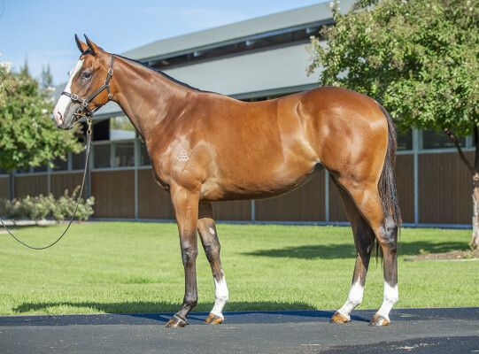 Lot 71: The Autumn Sun / Missybeel (NZ)
