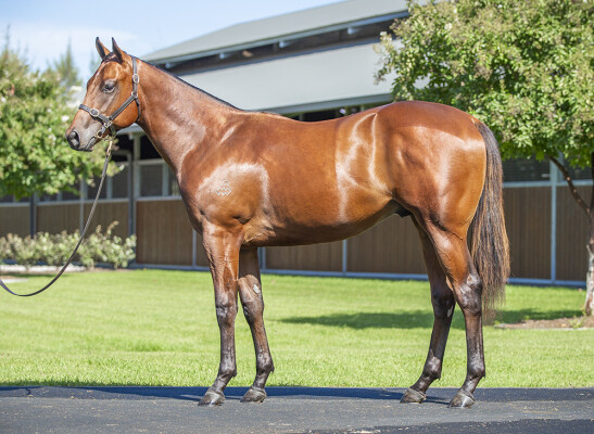 Lot 76: Snitzel / Ms Bad Behavior (CAN)