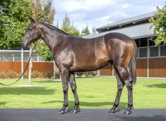 Lot 81: Too Darn Hot (GB) / Negotiate