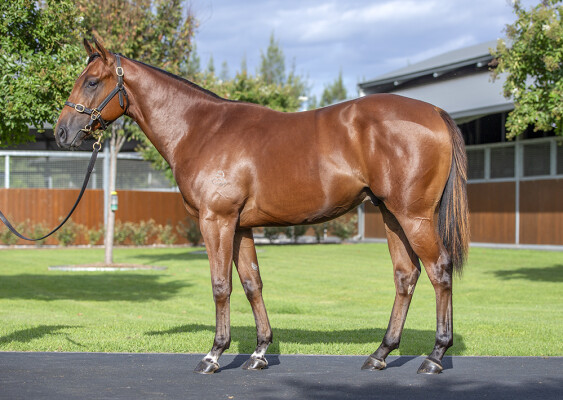 Lot 94: Frankel (GB) / Opulent (IRE)