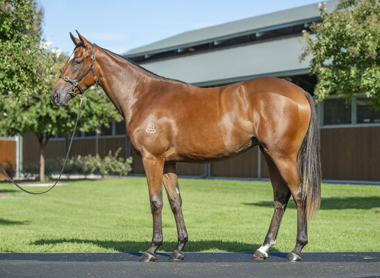 Lot 110: Frankel (GB) / Pluperfect (GB)