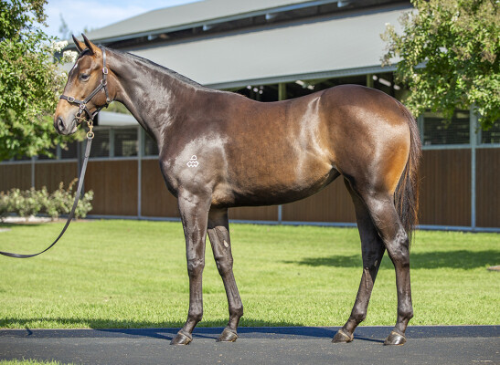 Lot 117: The Autumn Sun / Rainbow Song (JPN)