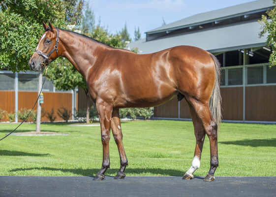 Lot 137: Dundeel (NZ) / Salutations