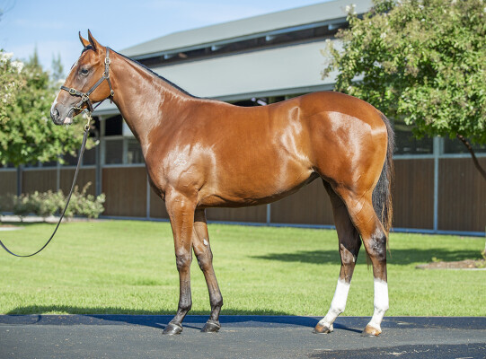 Lot 156: Maurice (JPN) / Shoals
