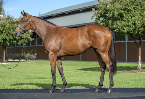 Lot 159: Snitzel / Showbeel (NZ)