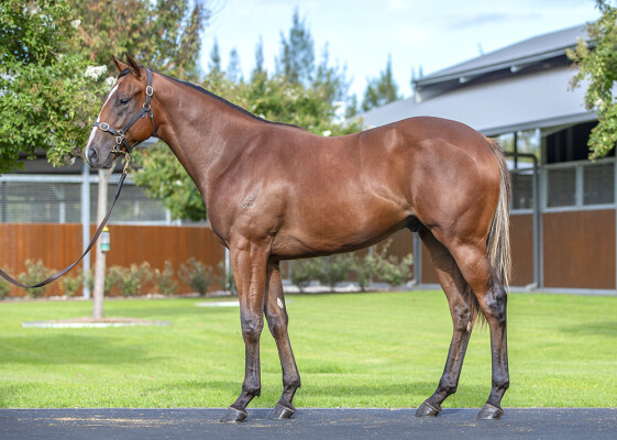 Lot 161: Snitzel / Sierra (JPN)