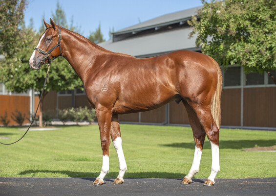 Lot 187: Maurice (JPN) / Star Pupil
