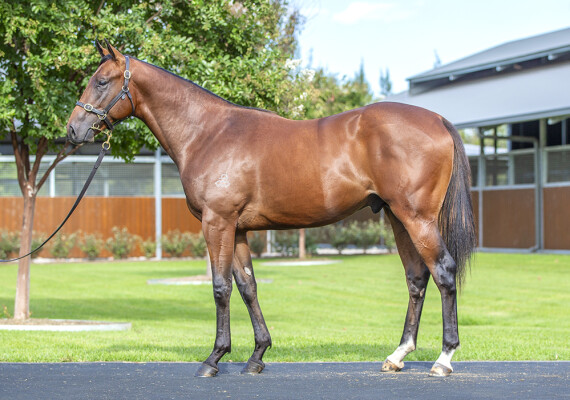 Lot 195: Snitzel / Subella (IRE)