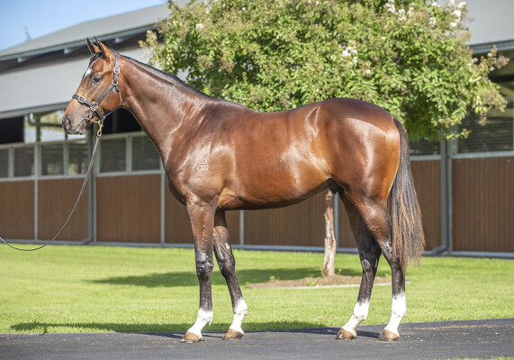 Lot 191: Dundeel (NZ) / Stay With Me