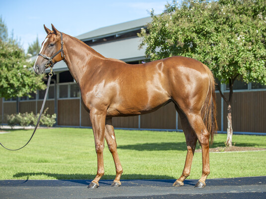 Lot 201: Snitzel / Super Cash