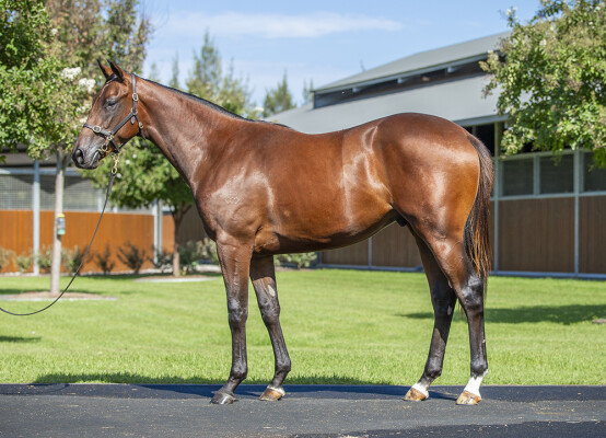Lot 215: The Autumn Sun / Tenacious (JPN)