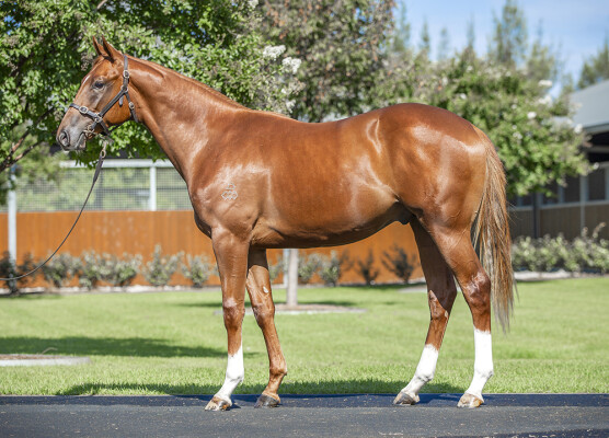 Lot 218: Maurice (JPN) / The Broken Shore