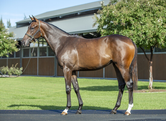 Lot 224: Pinatubo (IRE) / Tides