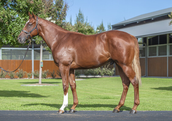 Lot 236: St Mark's Basilica (FR) / Tuusula